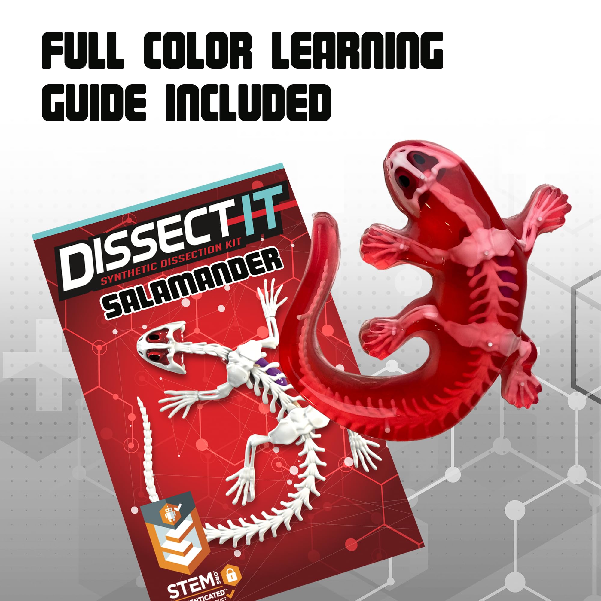 Amazon.com: Top Secret Toys Dissect-It Mini Labs Salamander